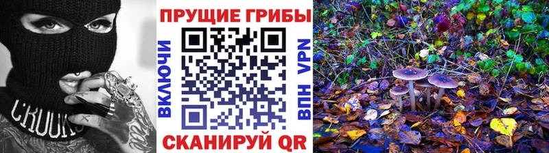 KRAKEN рабочий сайт  цена   Любим  Псилоцибиновые грибы Psilocybine cubensis 